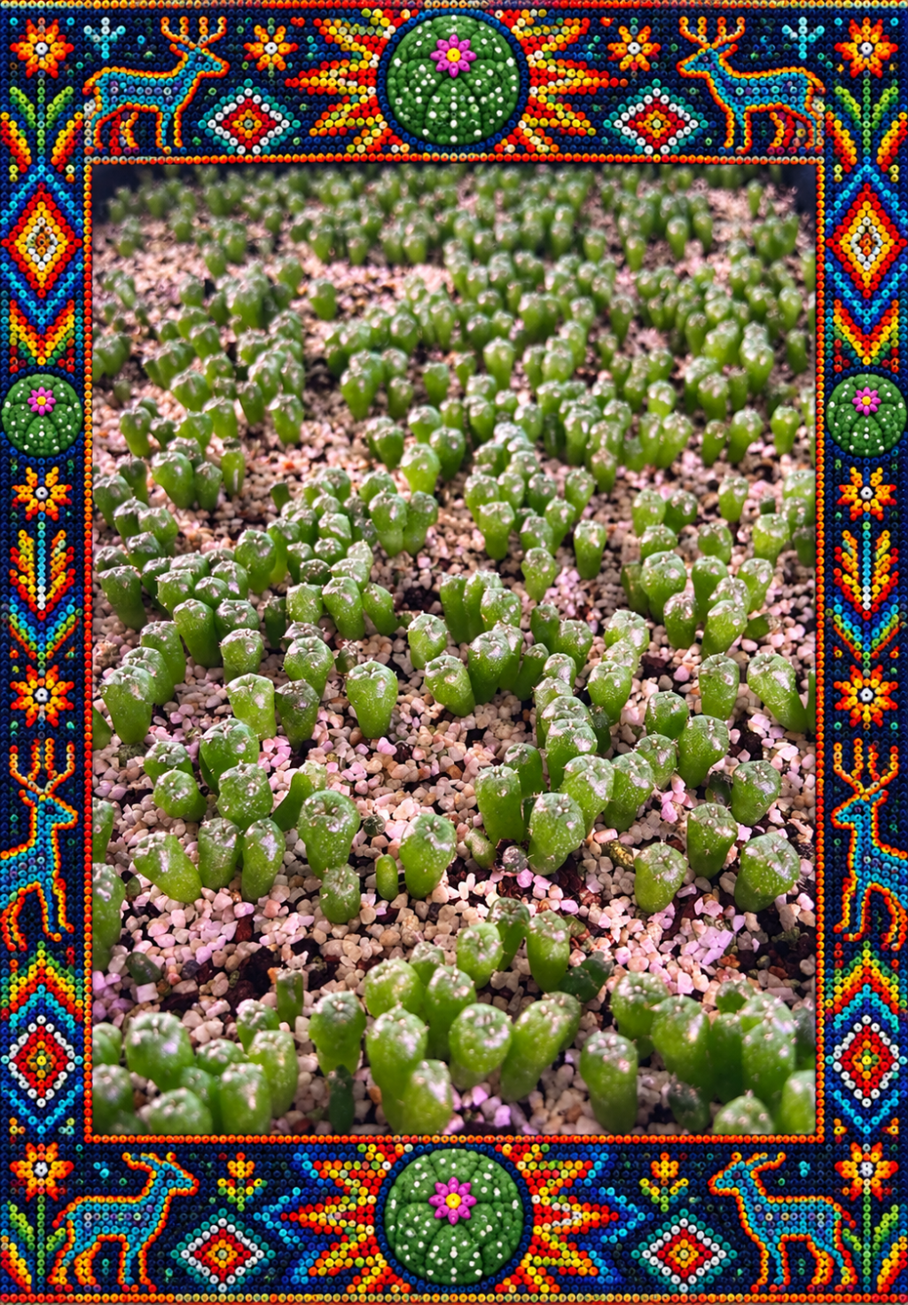 Soil Mix Recipe